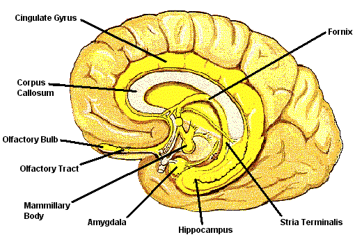 Limbic System.