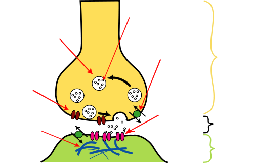 synapse