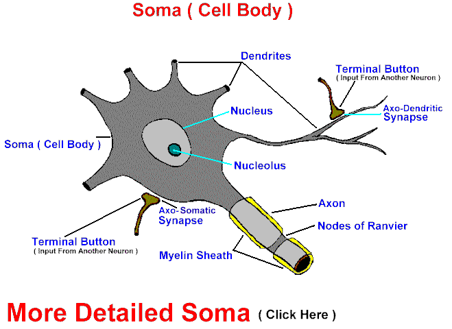 soma.gif (26922 bytes)